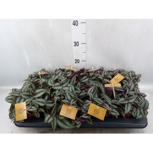 Tradescantia zebrina 'Purpusii'