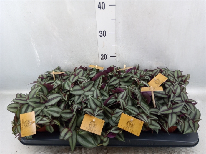 Tradescantia zebrina 'Purpusii'