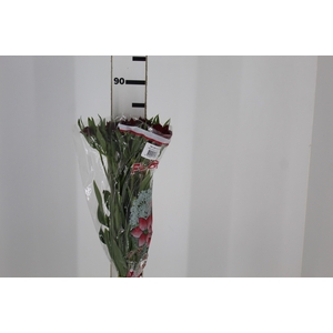 ALSTROEMERIA NATALYA 080 CM