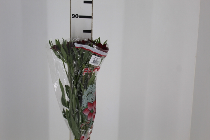 <h4>ALSTROEMERIA NATALYA 080 CM</h4>