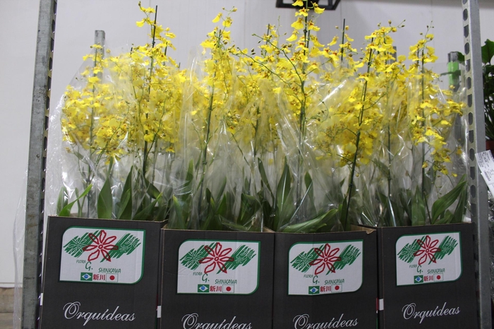 <h4>ONCIDIUM ALOHA P15</h4>