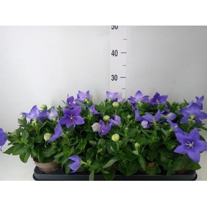 Platycodon grand. 'Astra Blue'
