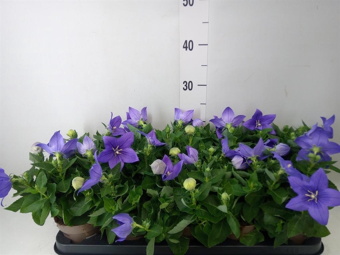 <h4>Platycodon grand. 'Astra Blue'</h4>