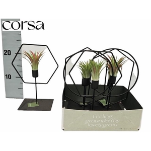 ARR TILLANDSIA