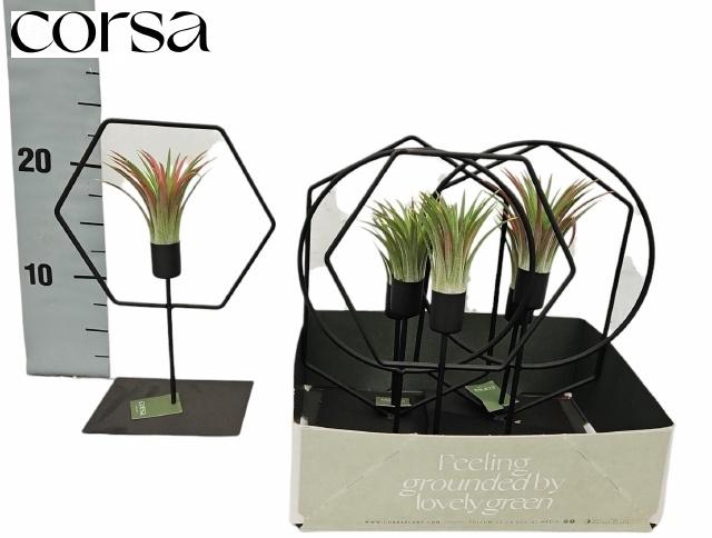 <h4>ARR TILLANDSIA</h4>