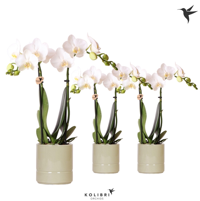 <h4>Kolibri Orchids Phalaenopsis white 2 spike in Pastel pot green</h4>