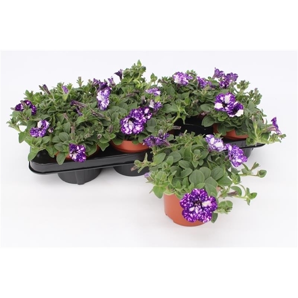<h4>Petunia Night Sky</h4>