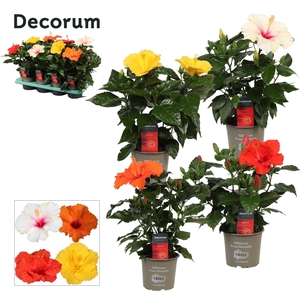 Decorum Hibiscus mixtray 13 cm 4 soorten