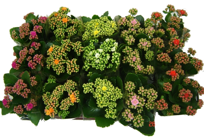 <h4>Kalanchoe blos.   ..rosebud mix  5</h4>