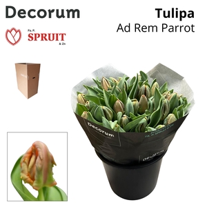 TU PA AD REM PARROT Aqua Box 30