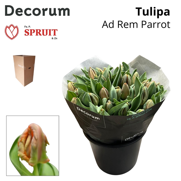 <h4>Tu Pa Ad Rem Parrot Aqua Box 30</h4>