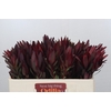 Leucadendron Saf Sunset Dark R.Spray