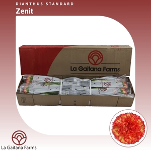 Dianthus St Zenit