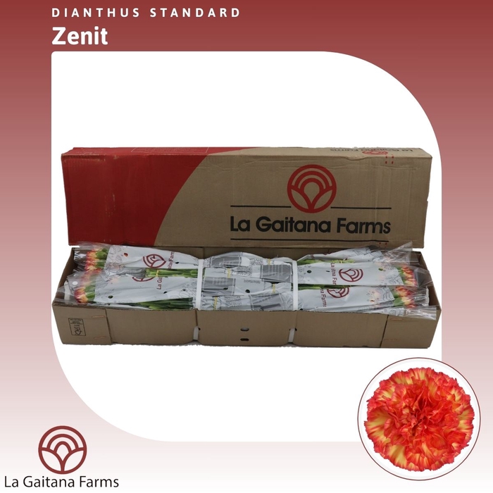<h4>Dianthus St Zenit</h4>