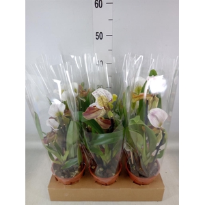 Paphiopedilum  'Amerikaanse hybrid'