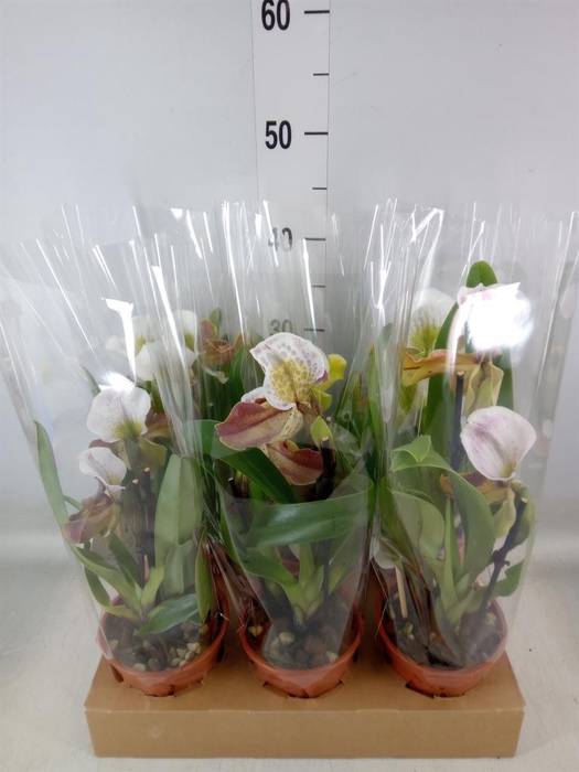 <h4>Paphiopedilum  'Amerikaanse hybrid'</h4>