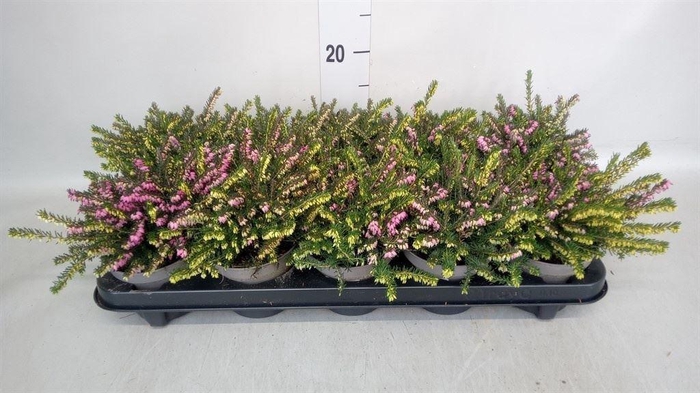 <h4>Erica darley.   ...mix 2 / pot</h4>