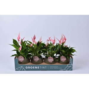 Anthurium Lilli in bolpot mosgroen