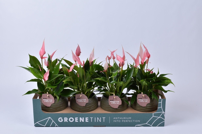 <h4>Anthurium Lilli in bolpot mosgroen</h4>
