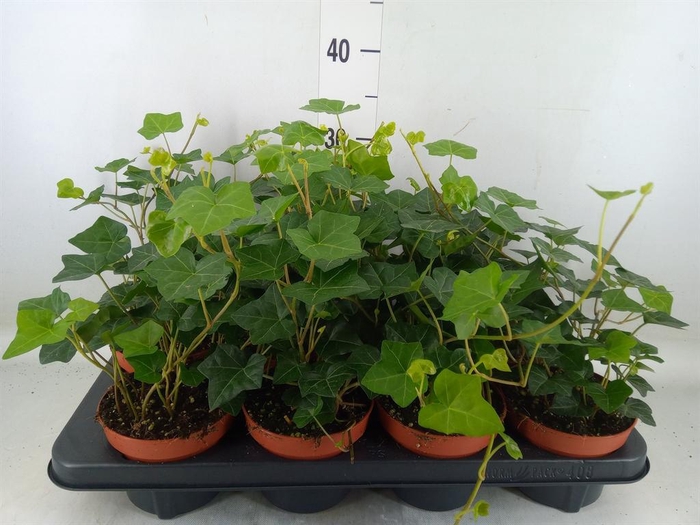 <h4>Hedera hibernica</h4>