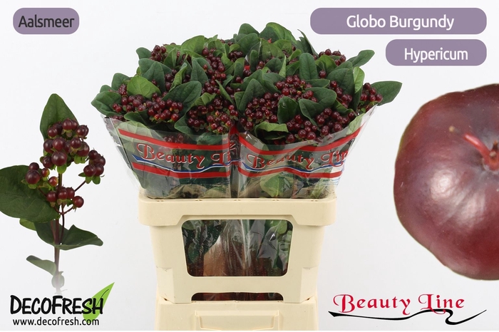 <h4>HYP GLOBO BURGUNDY</h4>