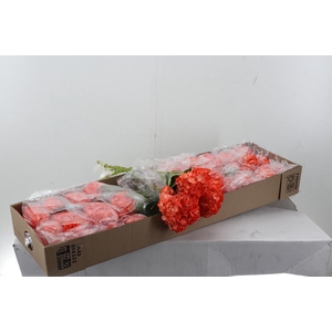 Hydr Sunset Select Box