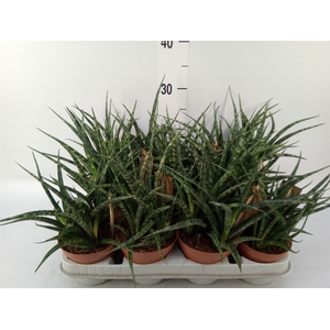 Sansevieria  'Fernwood'