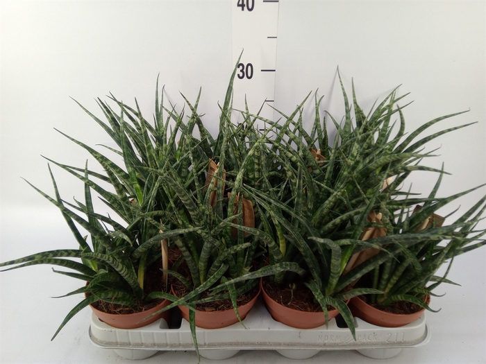 <h4>Sansevieria  'Fernwood'</h4>