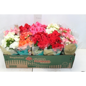 BEGONIA P11