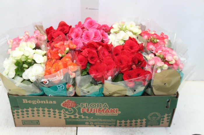 <h4>BEGONIA P11</h4>