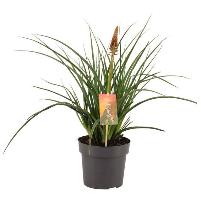 <h4>KNIPHOFIA PYROMANIA BACKDRAFT P17 (</h4>