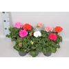 Pelargonium zonale Divers