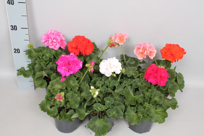 Pelargonium zonale Divers