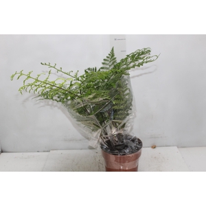 ASPLENIUM PARVATI P17