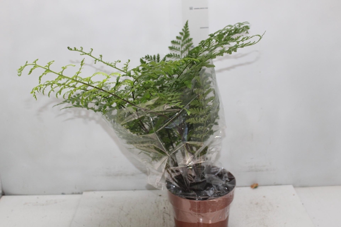 <h4>ASPLENIUM PARVATI P17</h4>