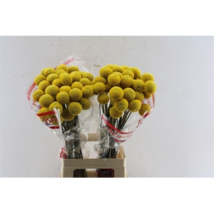 Craspedia Paintball Pop 65cm