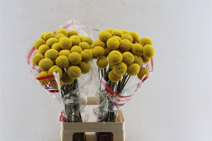 <h4>Craspedia Paintball Pop 65cm</h4>