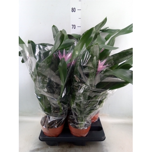 Aechmea   ...mix