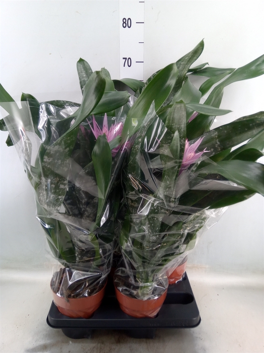 <h4>Aechmea   ...mix</h4>