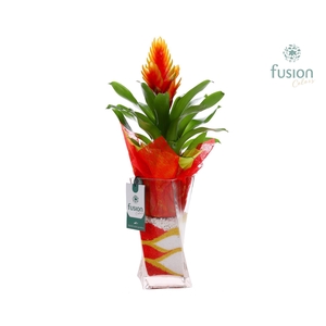 Glazen Twistervaas met Vriesea