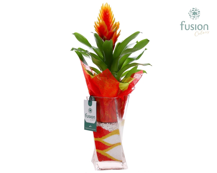 <h4>Glazen Twistervaas met Vriesea</h4>