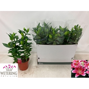 arr8 Lil Or Sunny Robyn