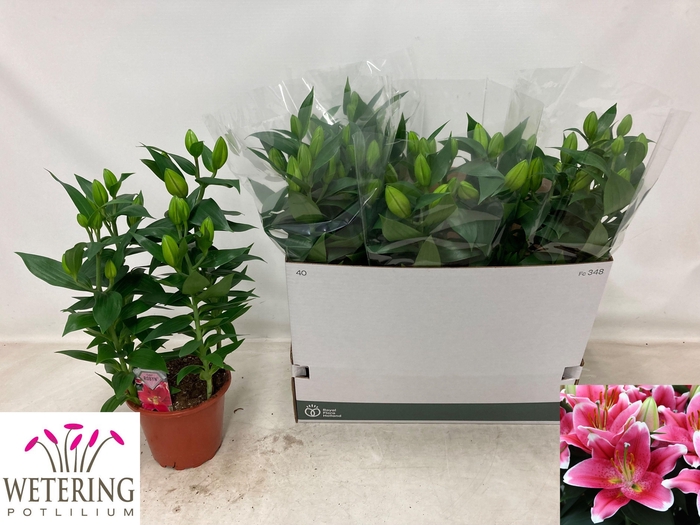 <h4>arr8 Lil Or Sunny Robyn</h4>