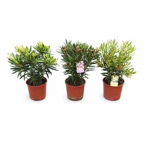 Nerium Oleander struik diverse kleuren