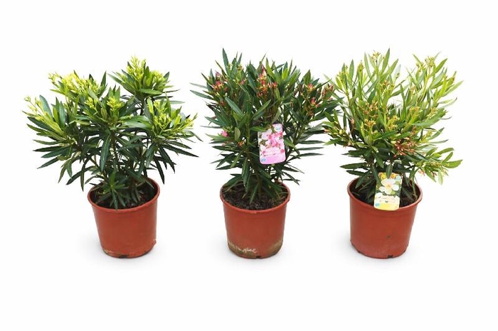 <h4>Nerium Oleander struik diverse kleuren</h4>