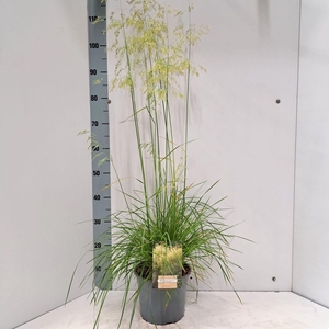 Deschampsia cespitosa Goldschleier