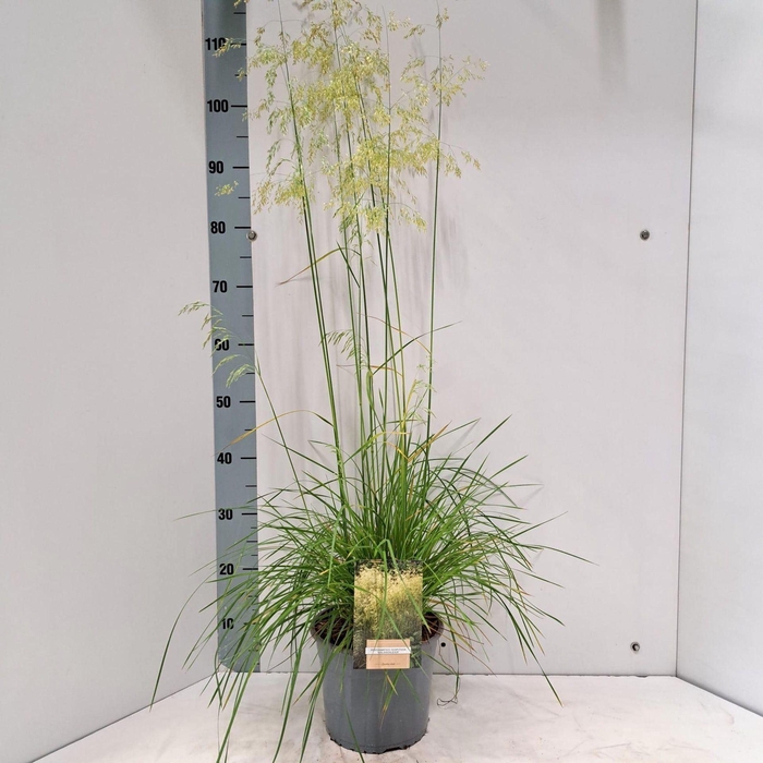 <h4>Deschampsia cespitosa Goldschleier</h4>