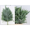 Phlebodium Blue Star Extra