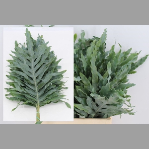Phlebodium Blue Star Extra