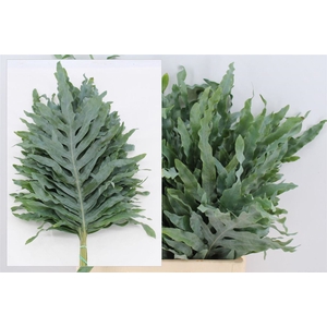 Phlebodium Blue Star Extra